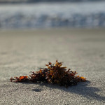  Strandentdeckungstour mit Seegrasworkshop