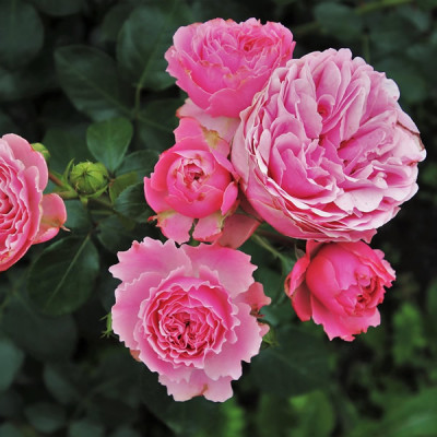 "Offene Gärten"... im Rosengarten