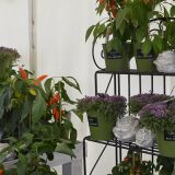 Gewerbeschau_2014_304