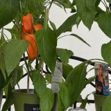 Gewerbeschau_2014_306