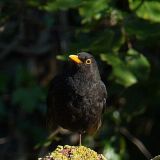 amsel