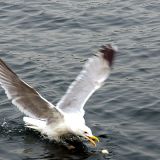 moeve3_von_jochenruser