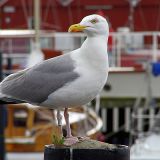 moeve4_von_jochenruser