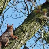 Eichhoernchen_von_JochenRuser