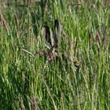 Feldhase_im_hohen_Gras