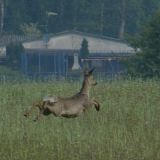 Reh_im_Sprung